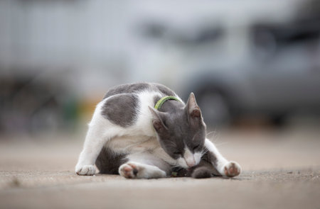 Cute cat lying on the ground in the city, Thailand.の写真素材