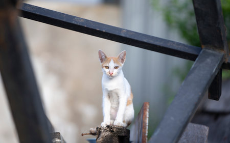 Cute cat sitting on the metal . Selective focus.