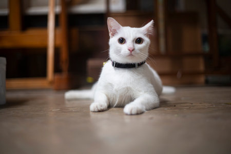 Cute white cat sitting on the floor in the living room.の写真素材