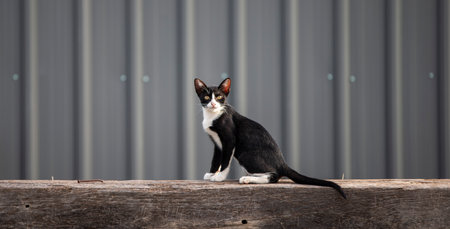black cat on the porchの写真素材