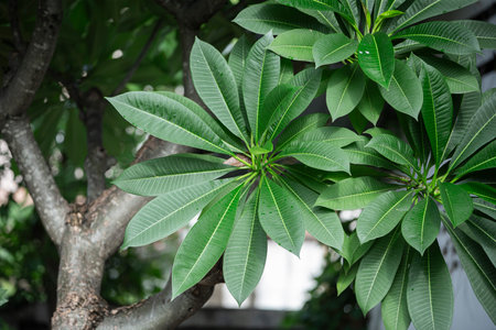 Frangipani leaves on a tree in the garden, Thailand.の写真素材
