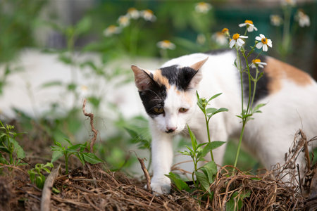 Cute calico cat playing on the grass in the garden.の写真素材