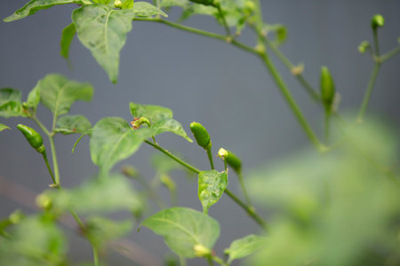 chilli plant in growth at vegetable gardenの写真素材