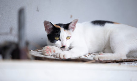 Cute cat lying on the floor and looking at the camera.の写真素材