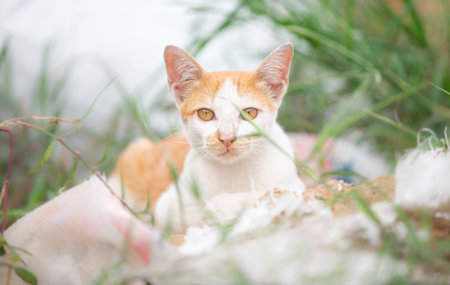 Cute cat in the garden. Selective focus with shallow depth of field.の写真素材