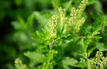 Basil is a herbaceous perennial plant of the genus Basil.の写真素材
