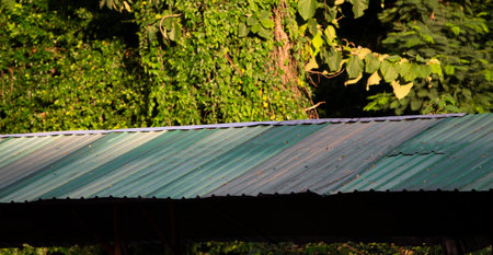 green roof of an old house in the forest in the evening.の写真素材