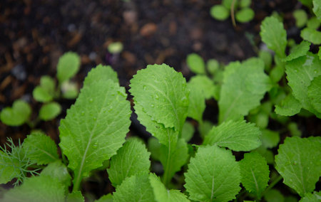 Green seedlings of radish in the vegetable garden in spring.