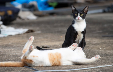 Two black and white cat lying on the ground in the street.
