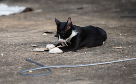 Black and white cat is lying on the ground and eating food.の写真素材