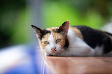 Tricolor cat lying on the wooden floor. Selective focus.の写真素材