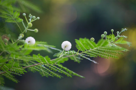 white fluffy flower on green leaves background, soft focus, shallow depth of field