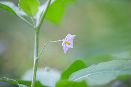 Flower of Solanum lycopersicum, Solanum lycopersicumの写真素材