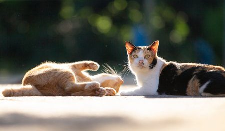 Cat and cat playing together on the ground in the garden. Selective focus with shallow depth of field.の写真素材