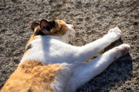 Cute cat sleeping on the ground in the park. Close up.の写真素材