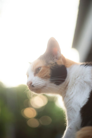 Cat on the tree in the garden,soft focus and shallow depth of field