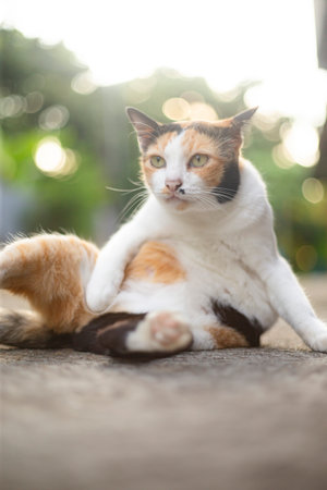 Cute cat relaxing on the floor in the garden,Thailandの写真素材