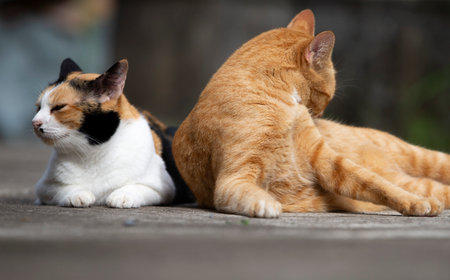 Two cats lying on the cement floor in the garden. Selective focus.の写真素材