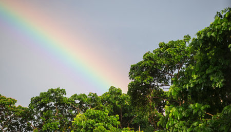 Rainbow over the green trees in the rainforest of Sri Lankaの写真素材