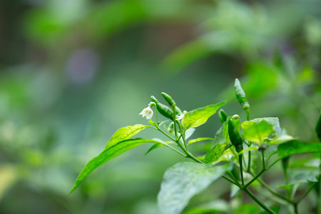 Chili pepper plant in the garden, selective focus, shallow DOF.の写真素材