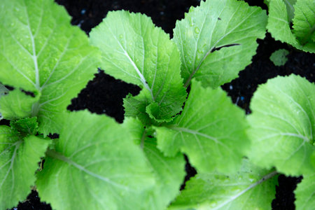 Green lettuce leaves in the vegetable garden, Close up of green lettuce leaf