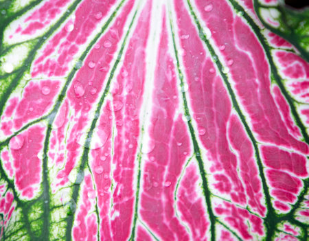 Caladium leaf with water drops. Caladium bicolor.