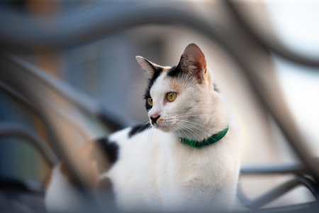 Cat with green collar on the roof of a cafe. Selective focus.の写真素材
