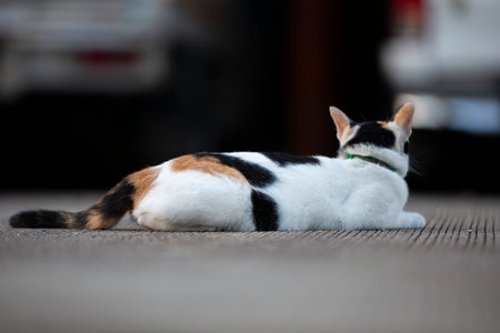 Cute cat lying on the ground in the city. Selective focus.の写真素材