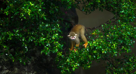 Squirrel monkey (Saimiri sciureus) on tree