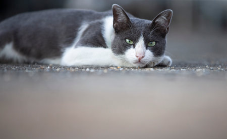 Cat lying on the ground. Shallow depth of field. Selective focus.
