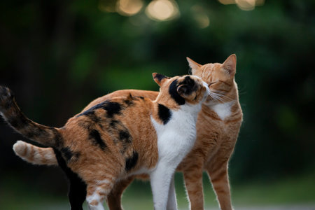 Two cats playing together in the garden. Selective focus with shallow depth of field.