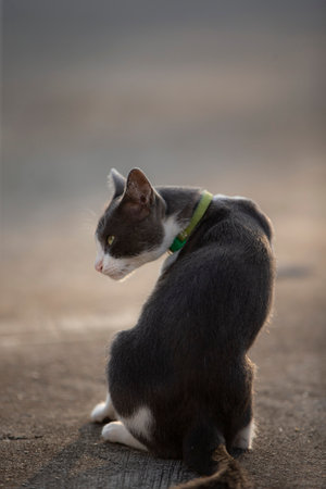 A cat is sitting on the ground and looking to the right.の写真素材