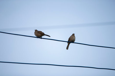 Birds sitting on a wire against a blue sky. Shallow depth of field.