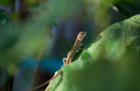 Close up of a small lizard on a green leaf in the garden