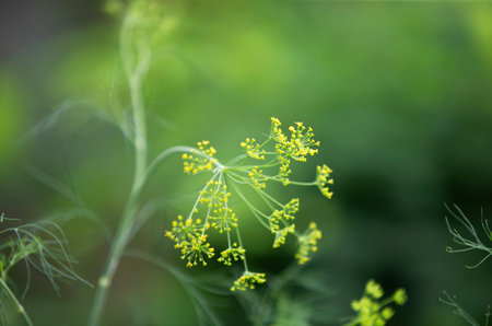 Fresh dill growing in the garden. Selective focus. Shallow depth of field