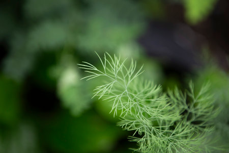 Close up of fresh dill on blurred green background, selective focus