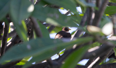 Indian Myna Bird (Acridotheres tristis)