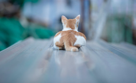 Cute cat sit on the wood floor in the garden. Selective focus.の写真素材