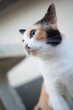 Cute cat looking at the camera, shallow depth of field.の写真素材