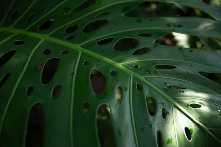 Monstera leaf in the garden with water drops, closeup.の写真素材