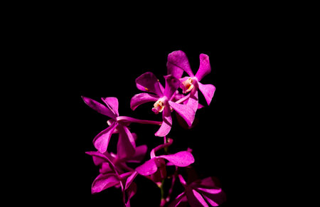 Purple orchid flower isolated on black background with clipping path.