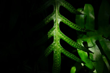 Green fern leaf with black background, nature and environment concept.