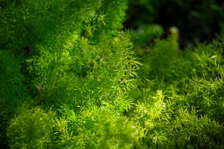 Green leaves of ferns in the garden. Selective focus.の写真素材