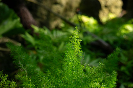 Close up of a fern in a garden in the summer.の写真素材
