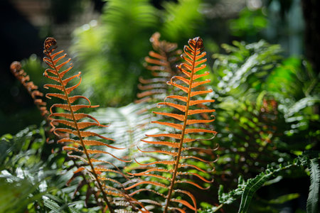 Ferns in the botanical garden, closeup of photoの写真素材