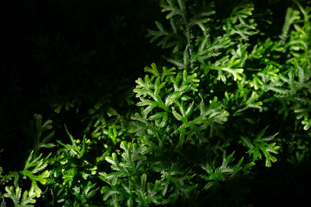 Green leaves background. Natural green background.の写真素材