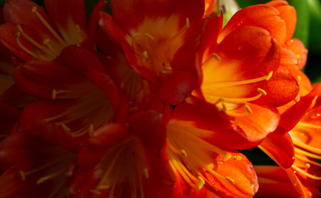 Close up of red amaryllis flower in the garden.の写真素材