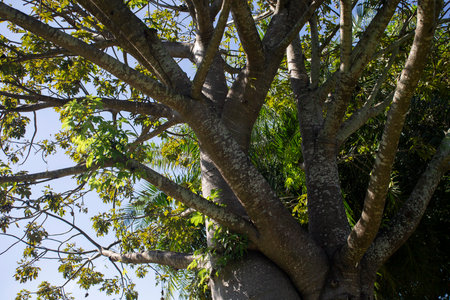 Tropical tree with green leaves and branches against the blue skyの写真素材