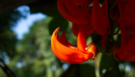 Bastard Teak is a species of flowering plant in the family Rosaceae.