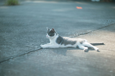 Cute little kitten lying on the floor in the sun. Selective focus.の写真素材